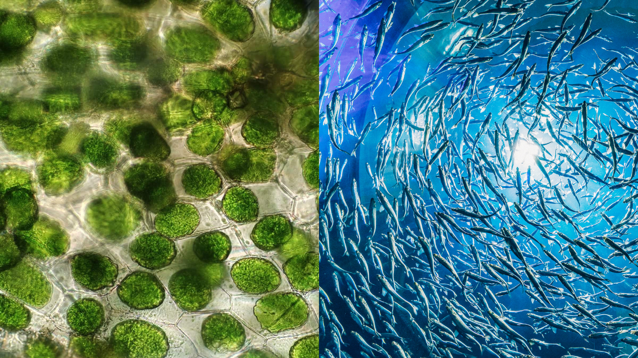 Omega 3 Supplements: Fish Oil vs Algae Oil